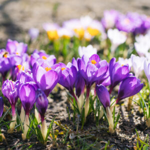 W rytmie odnowy – marcowy weekend z jogą i medycyną chińską.